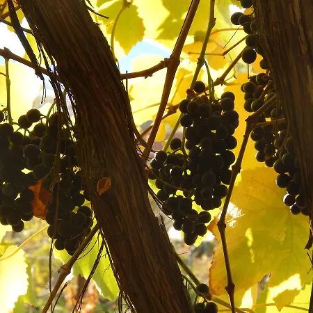 بيت ضيافة αριάδνη - Ariadni 3*